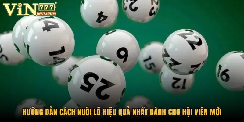 Cách Nuôi Lô Hiệu Quả Từ A Đến Z Dành Cho Hội Viên Vin777 2 Hướng dẫn cách nuôi lô hiệu quả nhất dành cho hội viên mới