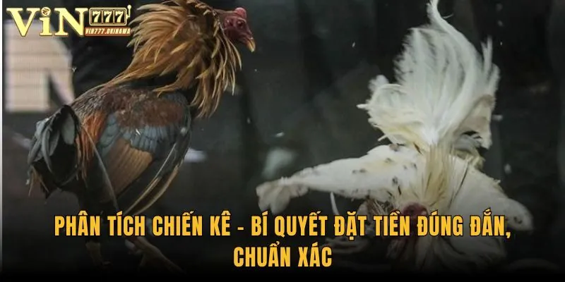 Gà Chọi Philippines - Tận Hưởng Trọn Vẹn Các Trận Đấu Kê 3 Phân tích chiến kê - Bí quyết đặt tiền đúng đắn, chuẩn xác