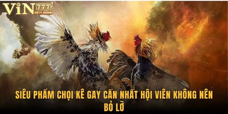 Gà Chọi Philippines - Tận Hưởng Trọn Vẹn Các Trận Đấu Kê 2 Siêu phẩm chọi kê gay cấn nhất hội viên không nên bỏ lỡ