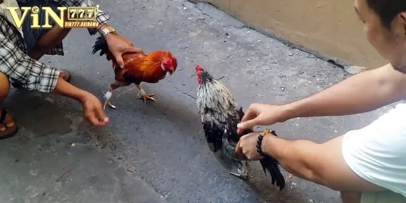 Thuốc Nuôi Gà Đá Cựa Sắt Hiệu Nghiệm, Tăng Bo Đáng Kể 3 Lưu ý kết hợp thuốc cùng chế độ tập luyện cho kê